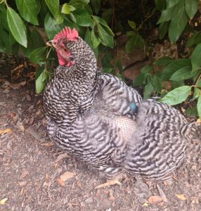 A chicken experiencing molting with visible patches of missing feathers.