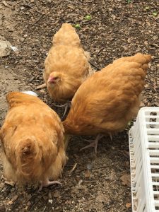 Three Buff Orpington chickens pecking at the ground covered in wood chips