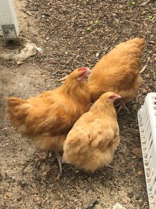 Three Buff Orpington chickens grouped together on a bed of wood chips.