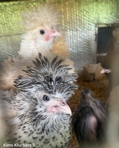 Two Polish chicks with distinctive feather crests in an enclosure, one with black and white plumage in the foreground.