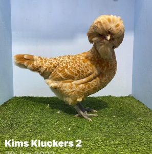 Buff Laced Polish chicken with a full crest, perched on artificial grass against a blue backdrop, from Kim's Kluckers Hobby Farm.