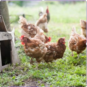 Molting brown hens foraging in a pasture with a wooden coop in the foreground.