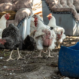 Chickens in various stages of moulting with visible patches of missing feathers in a farmyard setting.