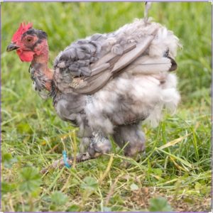 A moulting hen with exposed skin and sparse feathers grazes in a lush green field.