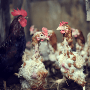 Moulting hens with sparse feathers gather in a coop, with a prominent hen in the foreground.