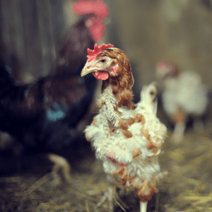 A hen with patchy feathers due to molting stands in a barn, with other chickens blurred in the background.