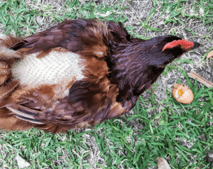 A hen with brown feathers experiencing moulting, displaying a patch of new pin feathers on its back.