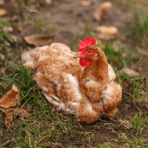 A moulting brown hen with missing feathers on a grassy field, surrounded by fallen leaves.