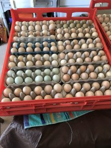 A variety of chicken eggs in different hues arranged in a crate, ready for incubation.