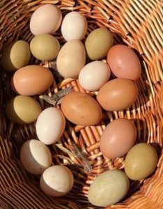 A variety of eggs in shades of pink, brown, cream, and olive green, laid by different breeds of chickens, collected in a sunlit wicker basket.