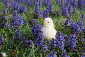 Article name Herbs that are Good For Chickens. A chick in a field of grass and purple flowers.