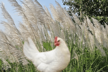 A Leghorn chicken peeking out from tall green grass.