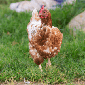 A robust brown hen standing in a grassy field, exhibiting a few missing feathers indicative of the molting process