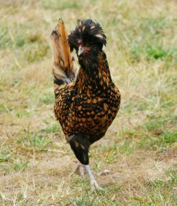 A gold laced Polish chicken standing in a grassy paddock.