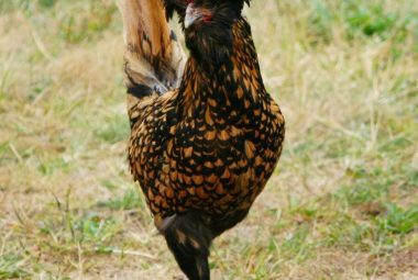 A gold laced Polish chicken standing in a grassy paddock.