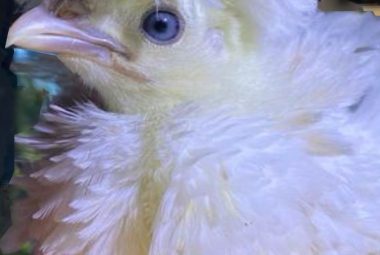 Close-up of a fluffy white Polish chick with a prominent crest of feathers, perched on a colorful surface. AN example of polish chickens breeds