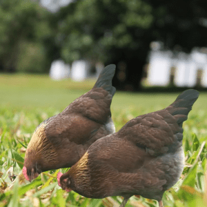 Two Welsummer chickens pecking at the ground, their rich brown plumage blending beautifully with the green grass in a serene park setting.