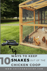 10 Effective ways to keep snakes out of your chicken coop