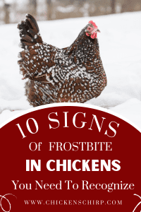 10 Signs of Frostbite in Chickens