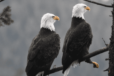 Two bald eagles perched side by side on a tree branch, vigilantly surveying their surroundings.