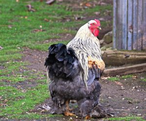 A Brahma rooster with striking black, white, and gold plumage stands proudly in a yard