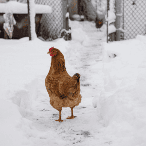 A chicken stands in a snow-covered path with a backdrop of a wintry farmyard.