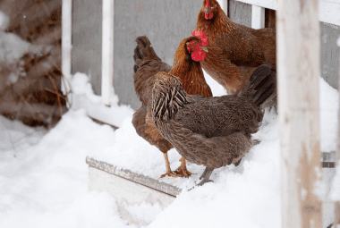 Three chickens perch outside their coop amidst a snowy landscape, potentially at risk for frostbite.