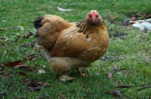 A Cochin chicken with buff plumage standing on a grassy field with fallen leaves.