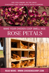 Rose Petals In the Chicken Coop