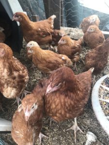 A group of Isa Brown pullets clustered in a coop