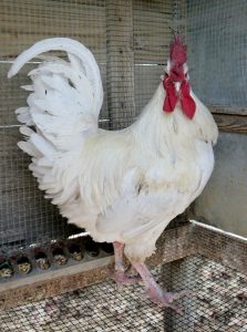 A stately white Jersey Giant rooster stands in a coop.