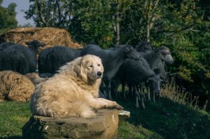 Article: Mareemas As Coop Protectors. A Maremma sheepdog lounging on a rock with a flock of sheep in the background.