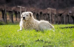 A Maremma sheepdog reclining on the grass, ever-watchful over its territory.