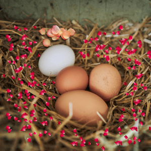  A nest with a clutch of eggs surrounded by delicate rose petals.