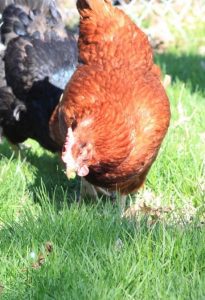 A New Hampshire Red chicken foraging in the grass.