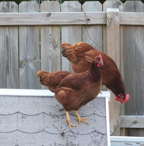 Two Rhode Island Red chickens perched on a coop roof with a wooden fence background.