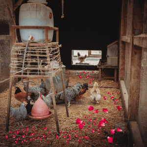 Chickens peck around a coop strewn with bright rose petals, adding a natural touch