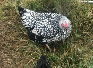 A Silver Laced Wyandotte chicken foraging in the grass.