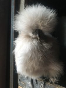 A beige Silkie hen with fluffy plumage perched inside a coop.