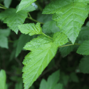 Close-up of fresh spearmint leaves in natural light.