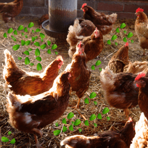 A flock of chickens in a coop, with spearmint leaves scattered around