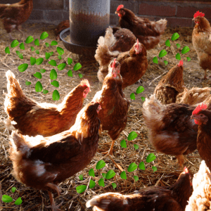 Article: Spearmint To Get Rid of Mice in Chicken Coop. A flock of chickens in a coop, with spearmint leaves scattered around