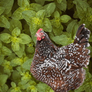 A speckled Sussex chicken with intricate feather patterns standing amidst lush oregano plants.