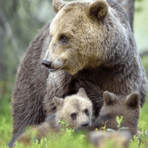 A mother bear with her cubs peeking out from behind her in a lush green forest."