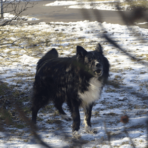 A black and white border collie barking aggressively while running in a snowy field, viewed through blurred branches.