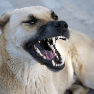 Article: Protect Chickens From Dogs And Other Predators. Pic - Close-up of an Anatolian Shepherd dog growling with teeth bared, in a defensive posture.
