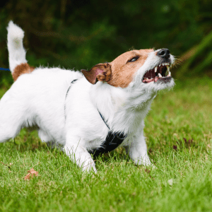Article: Protect Chickens From Dogs And Other Predators. Pic - A small Jack Russell Terrier growling fiercely while tethered on a leash, positioned on a grassy lawn.