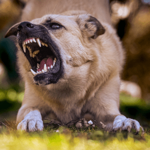 Article: Protect Chickens From Dogs And Other Predators. Pic - Close-up of a large, aggressive dog growling with bared teeth in a grassy area, showing intense expression.