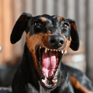 Article: Protect Chickens From Dogs And Other Predators. Pic - Close-up of a Doberman with its mouth wide open, showing teeth in an aggressive display.