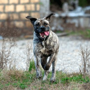 A brindle-coated dog running towards the camera on a gravel path with its tongue out and ears flapping.
